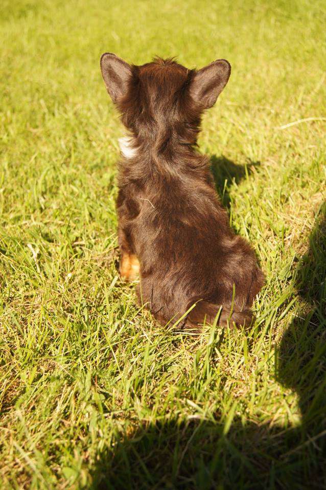 Myrnas Mignon Étoile Amazing Karma