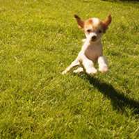 Myrnas Mignon Étoile Amazing Glory