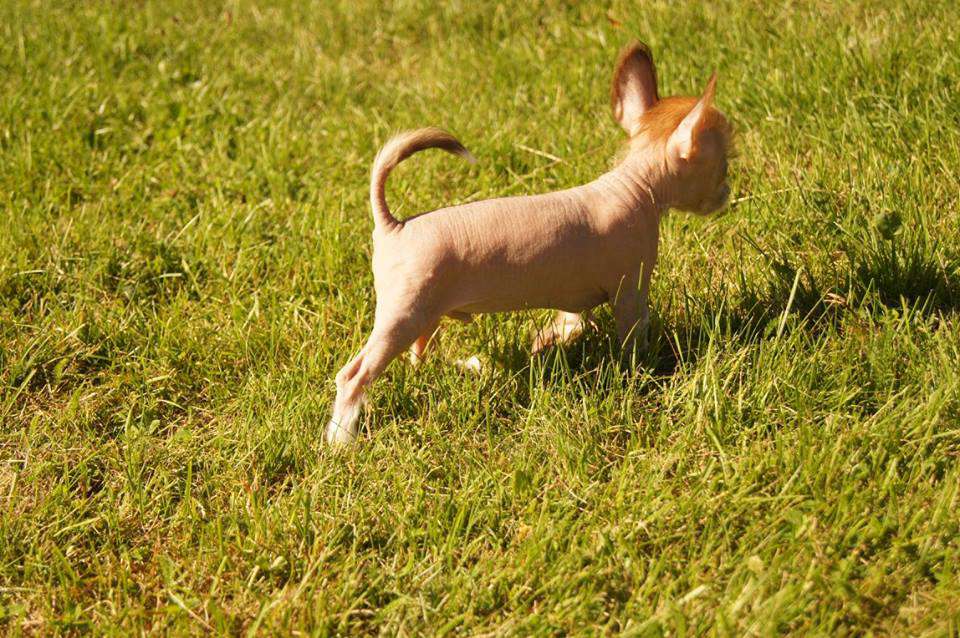 Myrnas Mignon Étoile Amazing Arrow