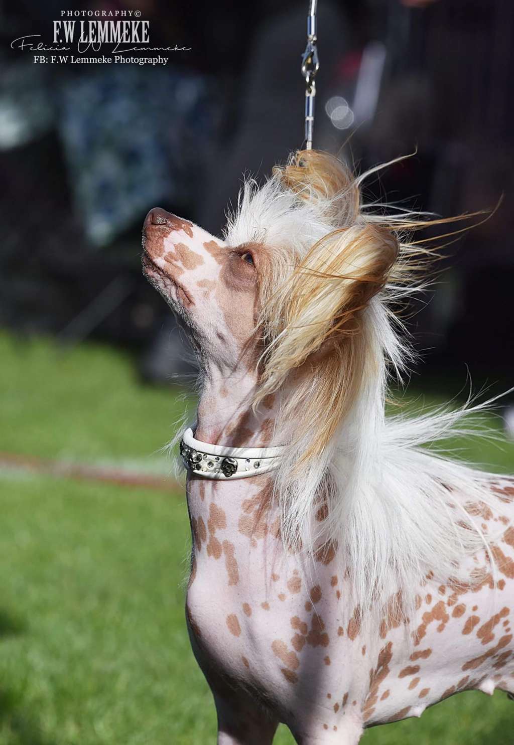 Myrnas Mignon Étoile Amazing Faith