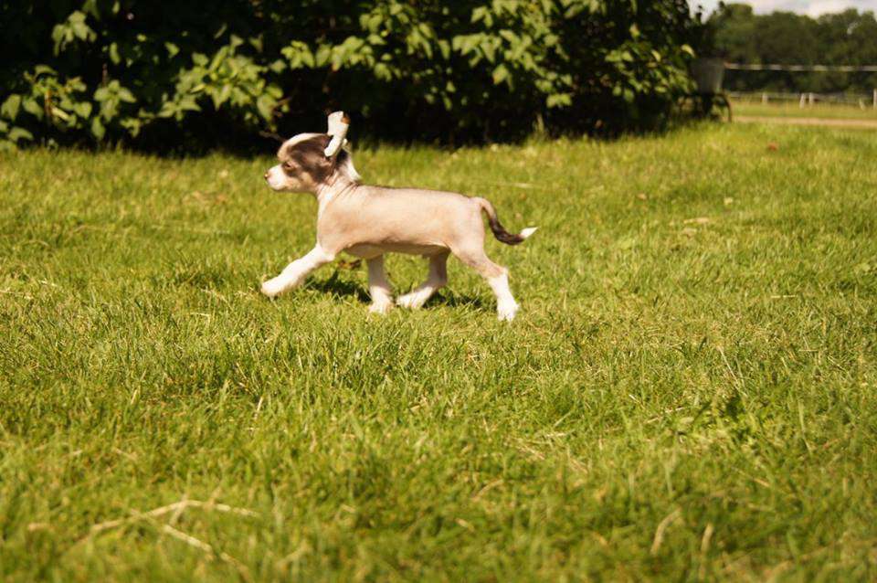 Myrnas Mignon Étoile Amazing Flash