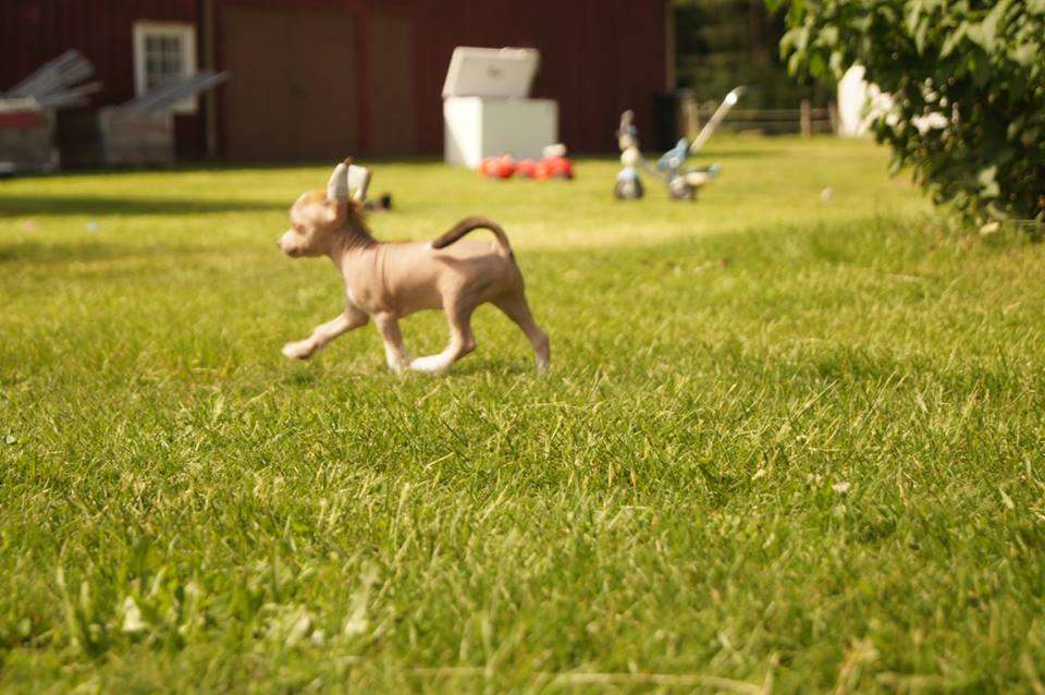 Myrnas Mignon Étoile Amazing Ace