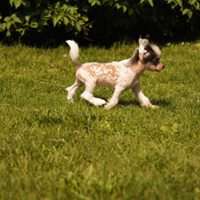 Myrnas Mignon Étoile Amazing Wonder