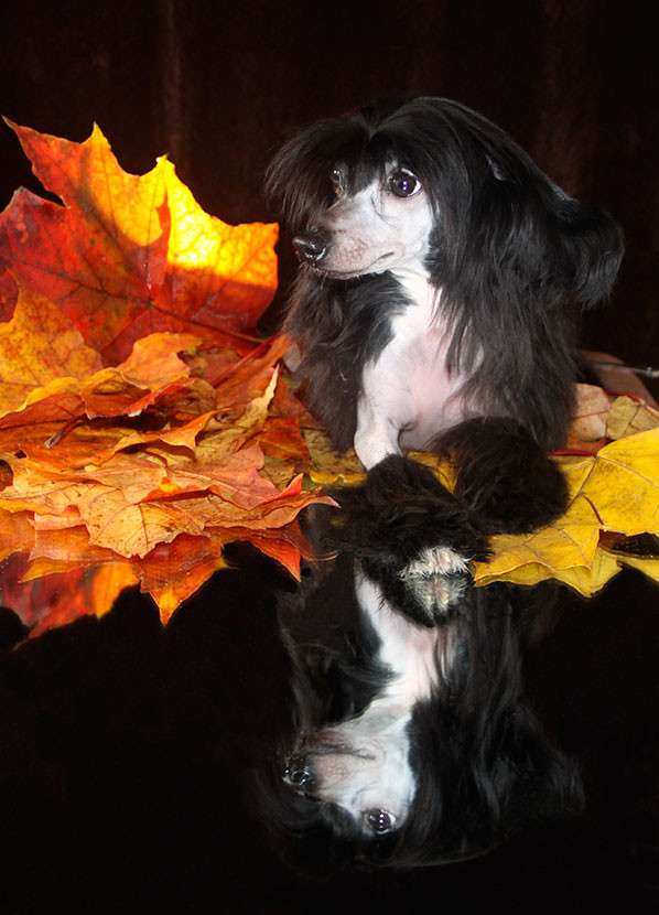 Star Level Galateyua