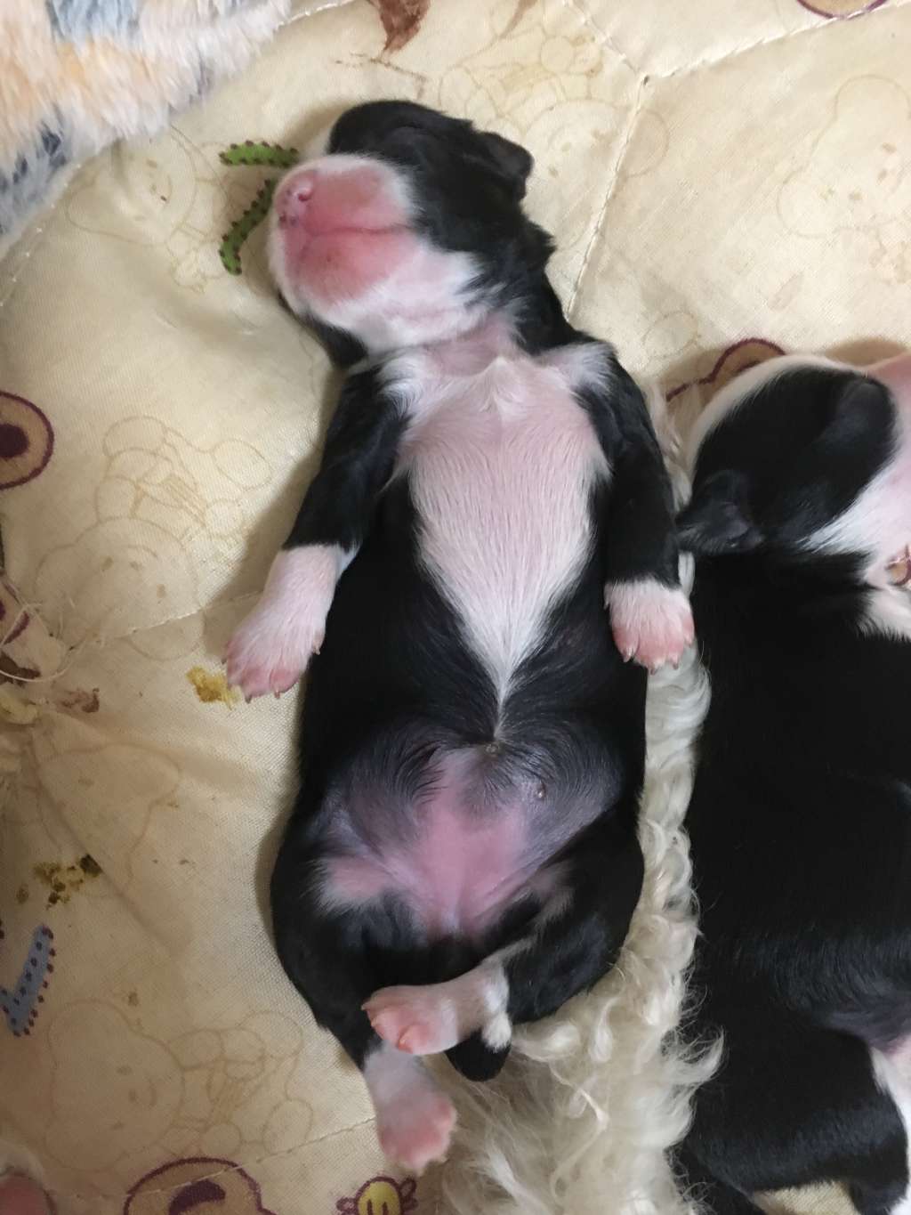 Little Sun Amber Eyes