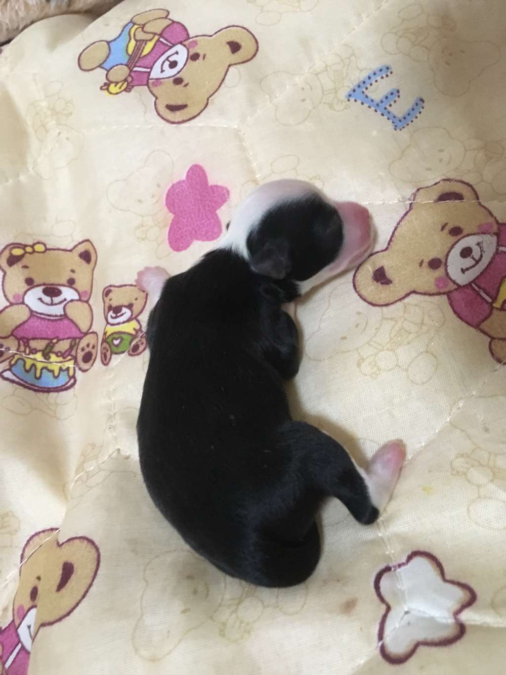 Little Sun Angle Wings