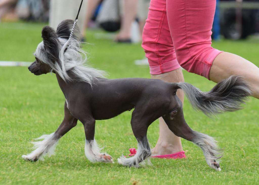 Mirbon's Divia Daniela