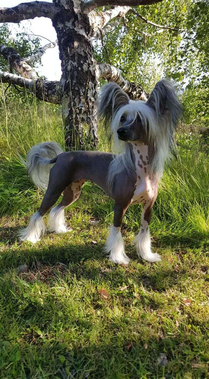 Mirbon's Dina Denisa