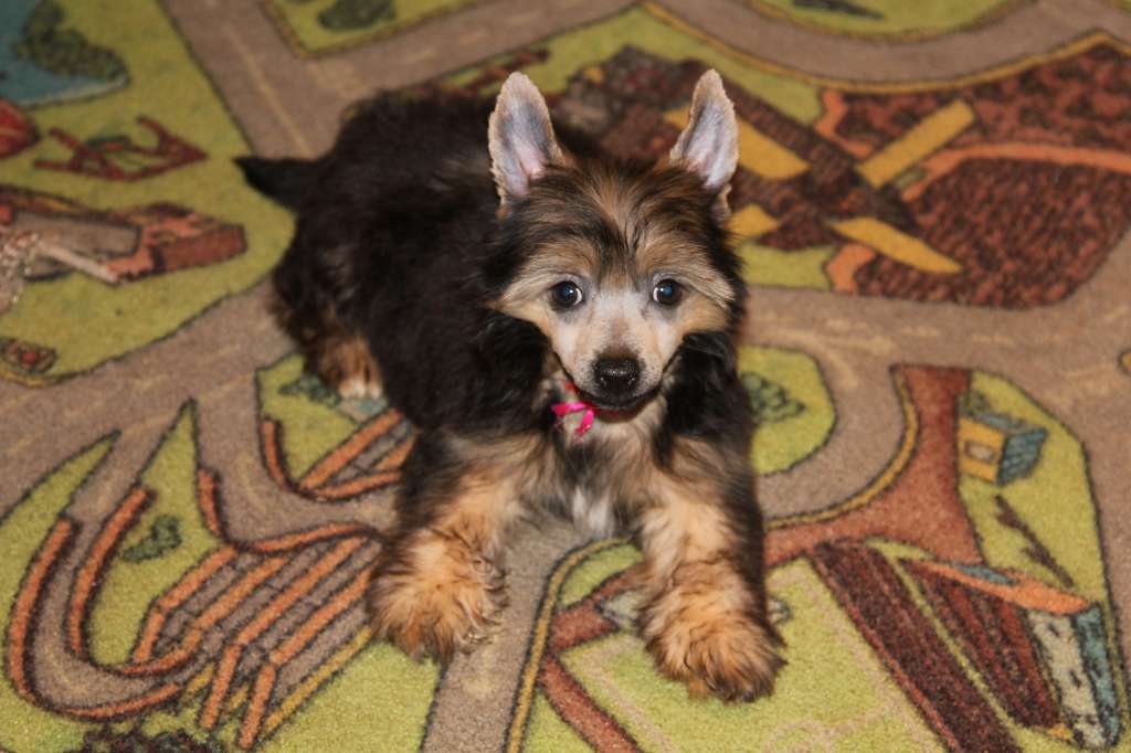 Chainaja de la Roses