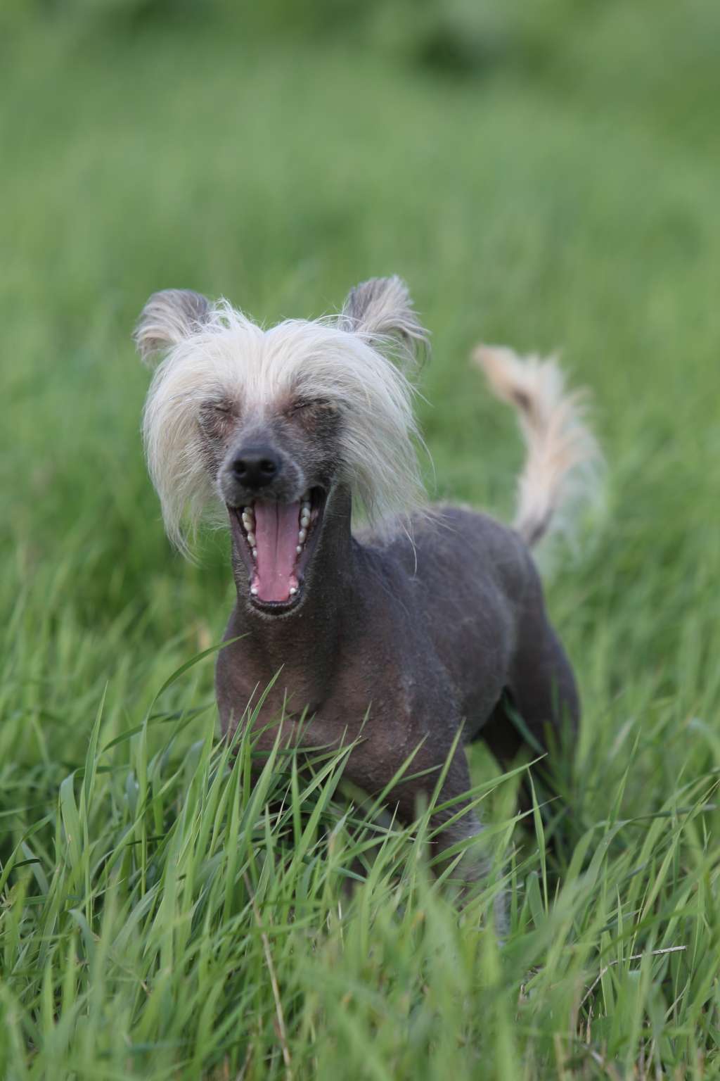 Perseus Molosos Gratzi