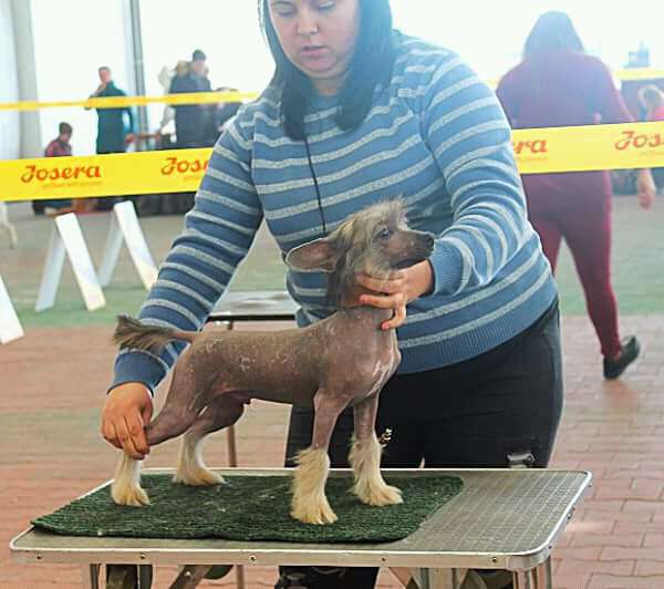 Prime Molosos Gratzi