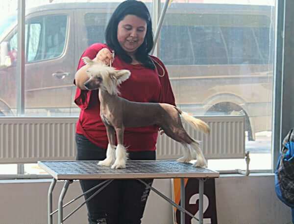 Primrose Molosos Gratzi