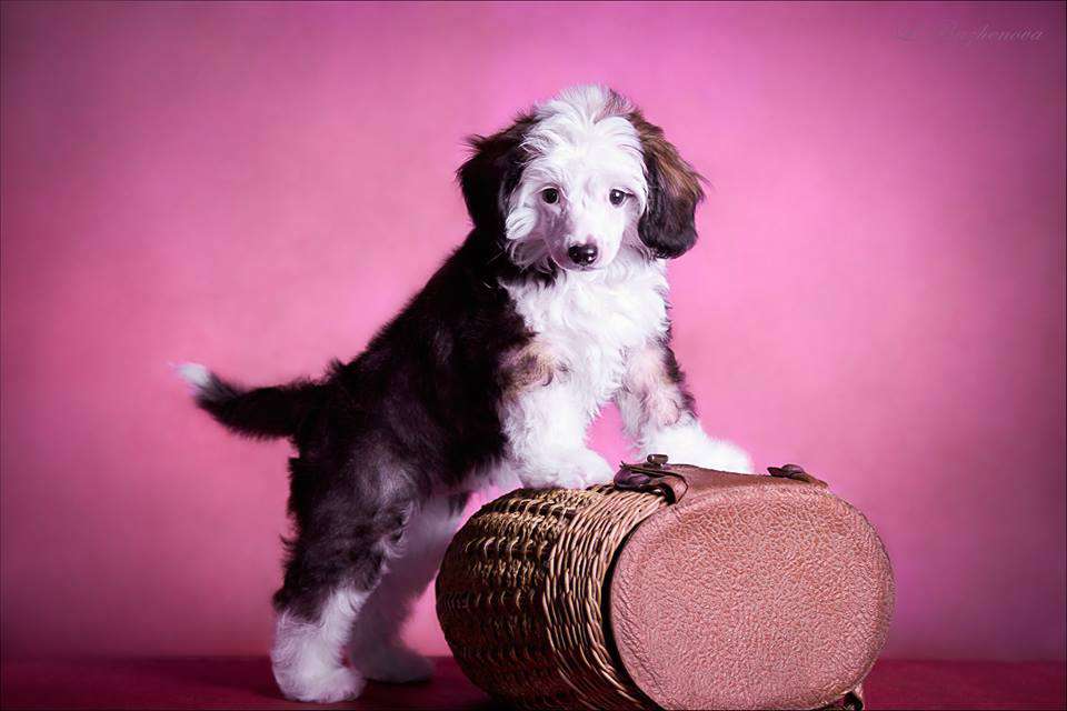 Velikaya Imperiya Longvey Velichie Drakona