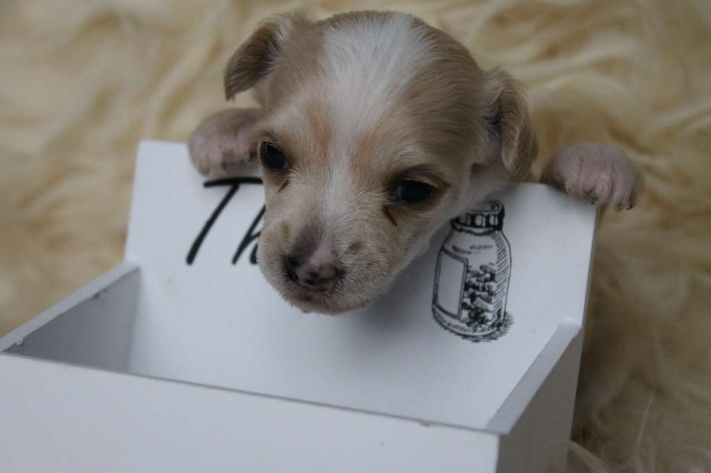 Traumtanz Quite Fly For A White Guy