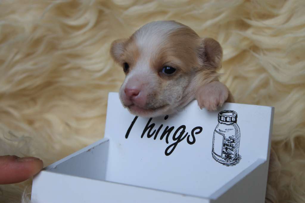 Traumtanz Qyona Queen Of Hearts