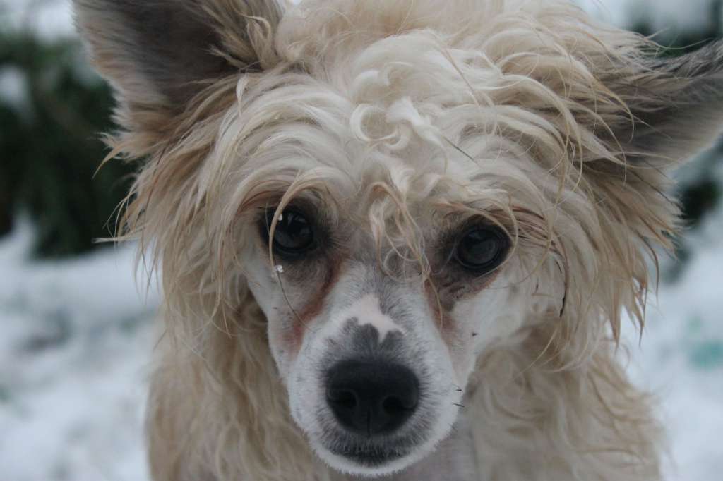 Quite Stunning Voodoo At Dreamdance