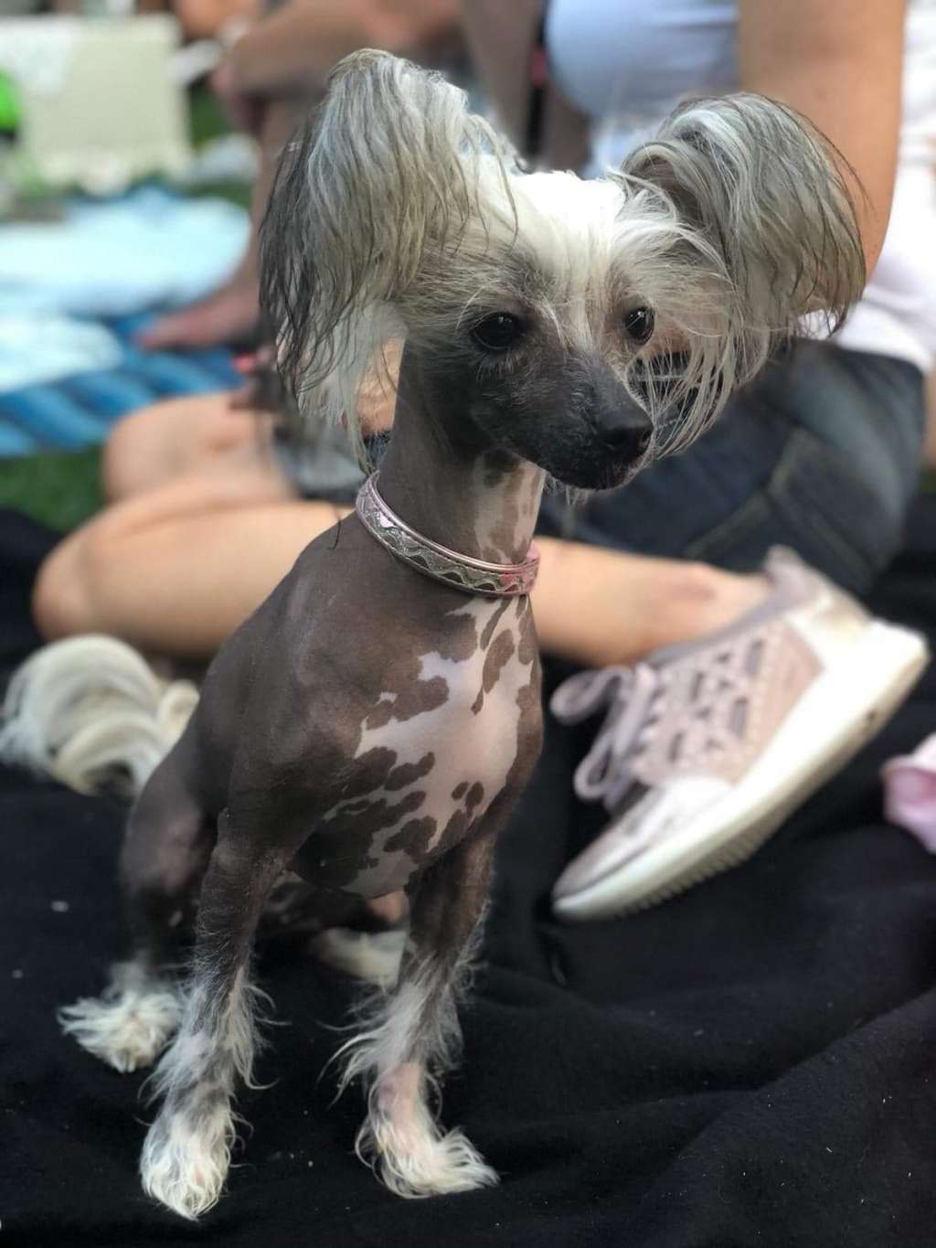 Flash Ace Freuhartang