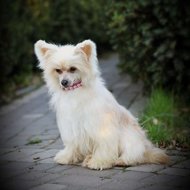 Mimi Dog Doll Chitoya