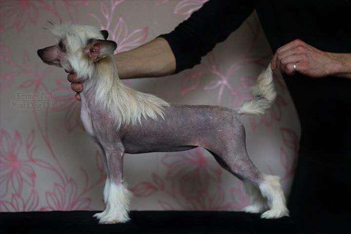 Mimi Dog Doll Nikatey