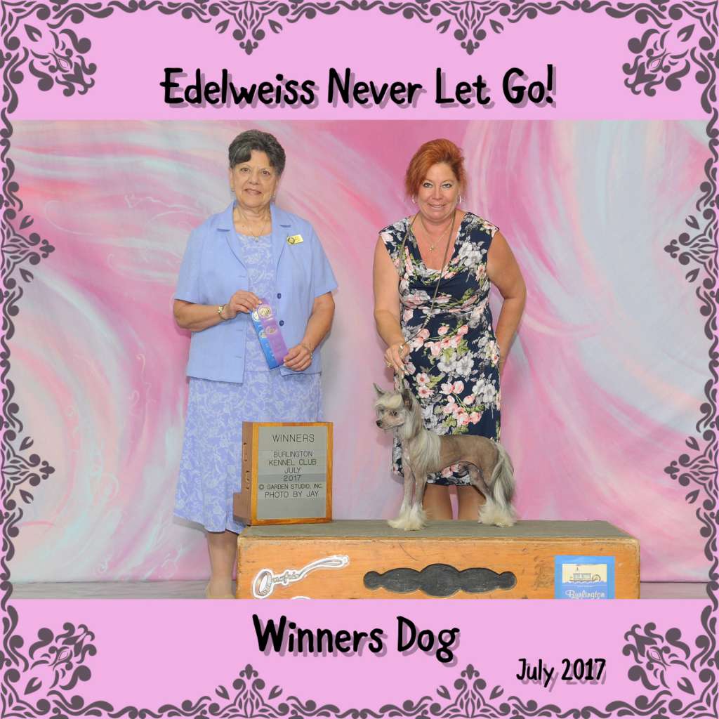 Edelweiss Never Let Go!