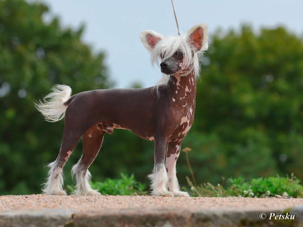 Karakush Back Crack n Sack