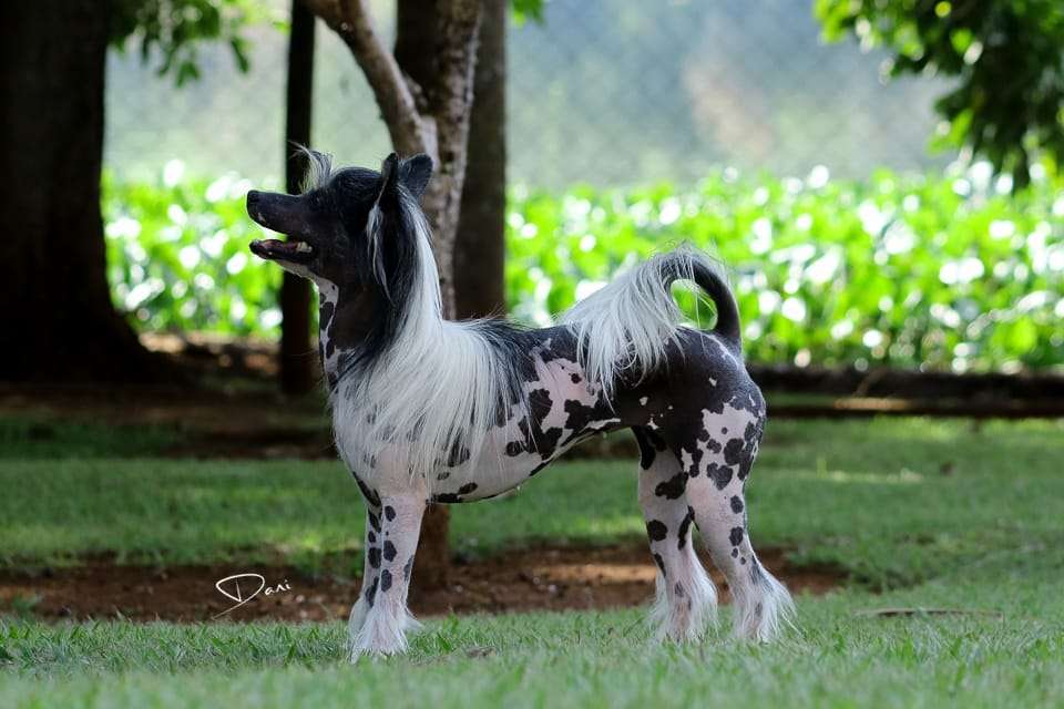 Magali Hl Of Avalon Land