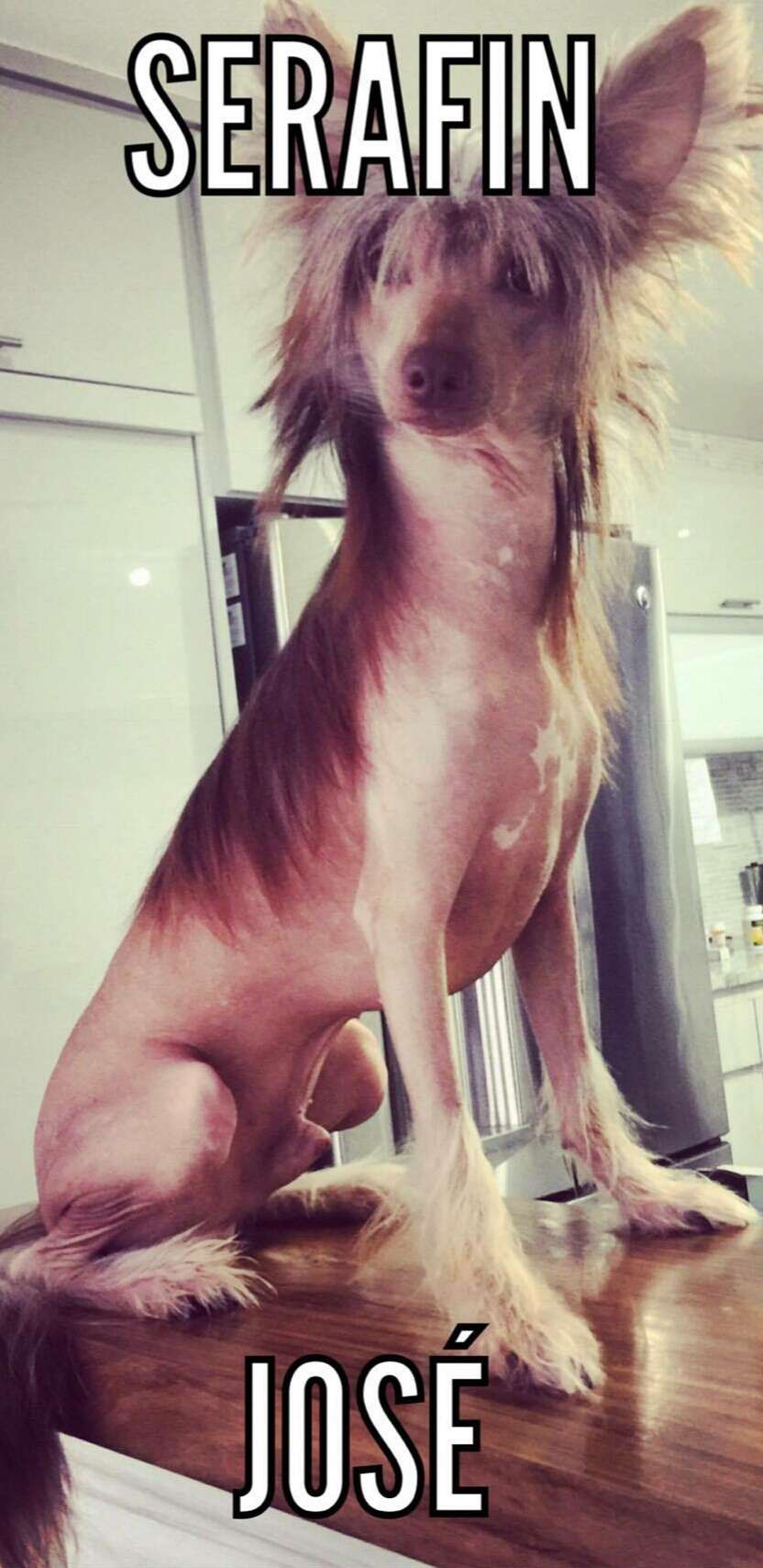 Raven's Sefafin José