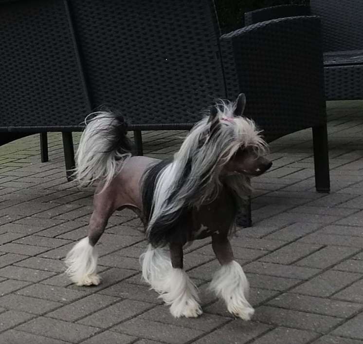 Be My Dog's Stradivari