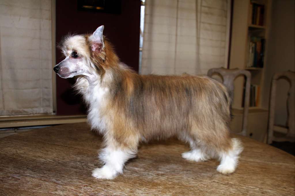 Be My Dog's Seven Sundays