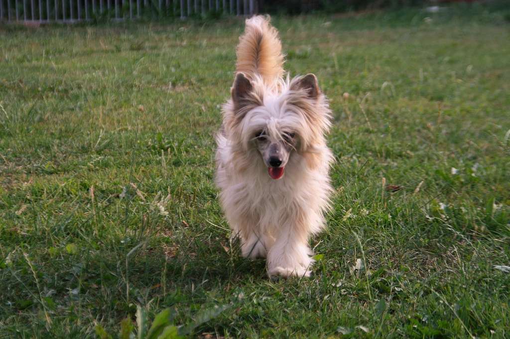 Be My Dog's Su Filindeu