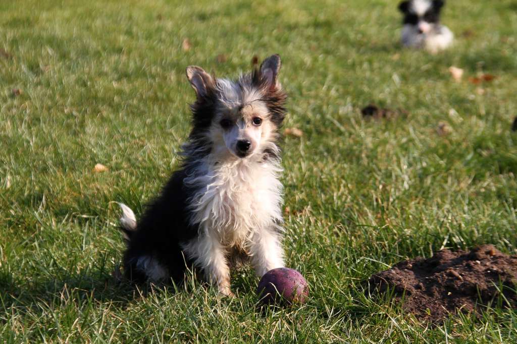 Be My Dog's Simply Divine