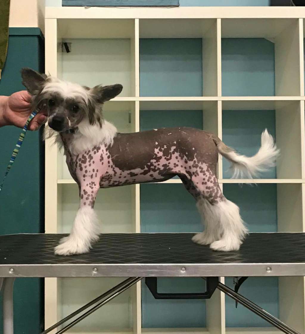 Mikang Gingerbread Latte