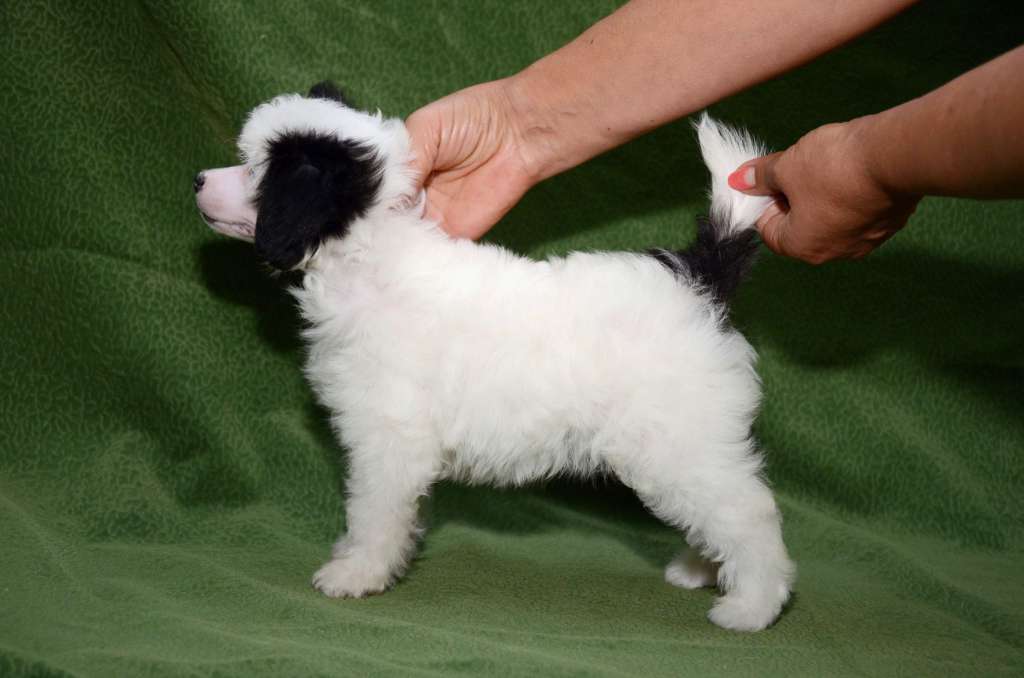 Mashama Mazi Rus Upatano