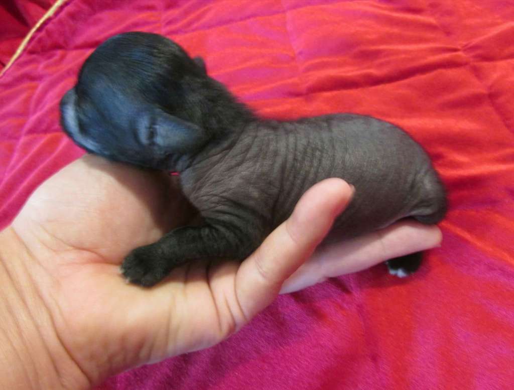 Family Mar'S Sirius Black