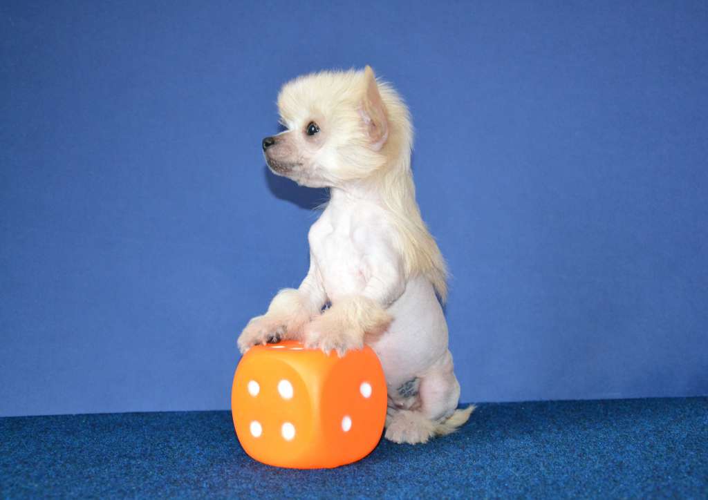 Feeriya Magic Julietta