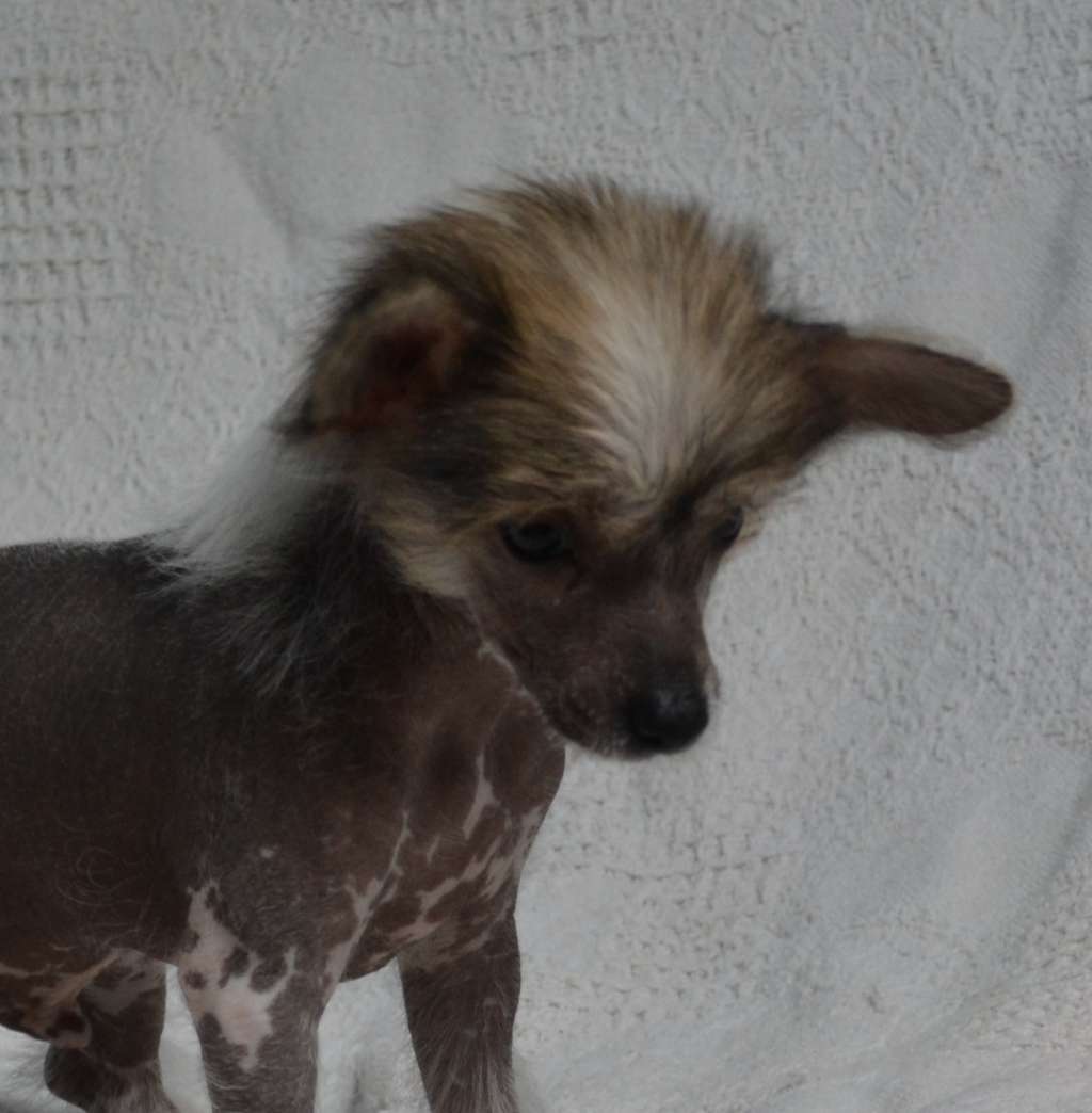 Nandor De L'Orée des Rêves