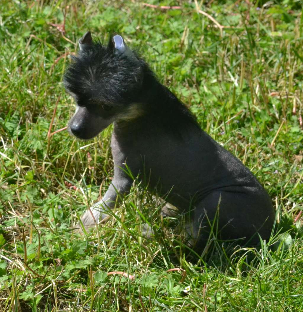 N'c De L'orée Des Rêves