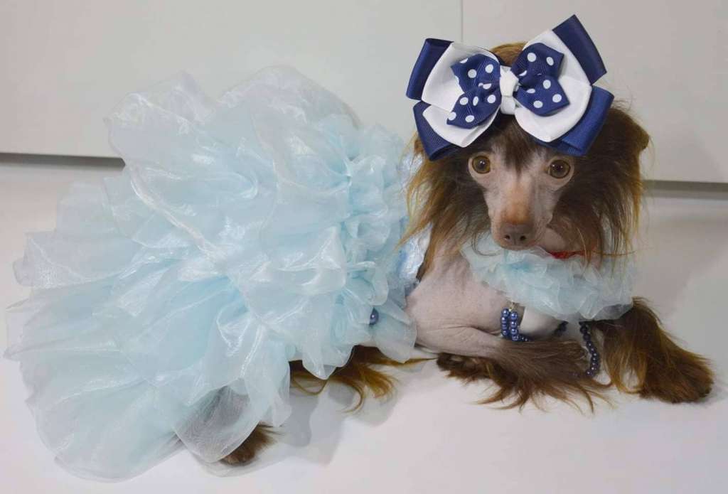 Luksorius Vi Va Victoria