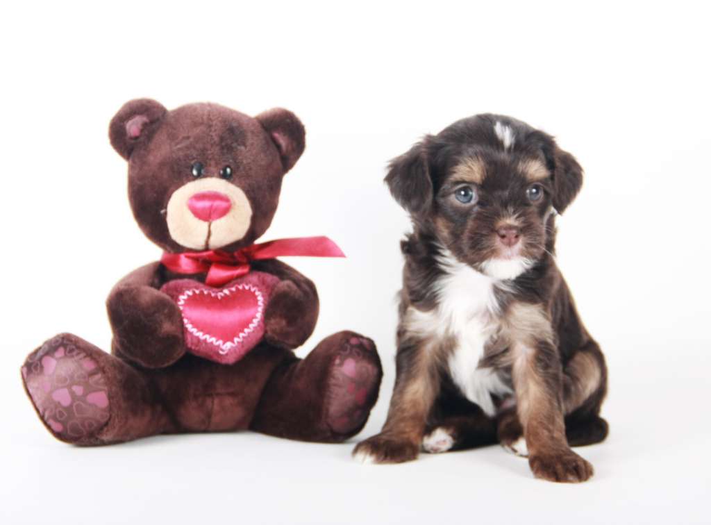 Luksorius Whiskey Gold