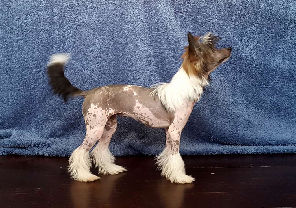 Vivilinn's All I Want Is You