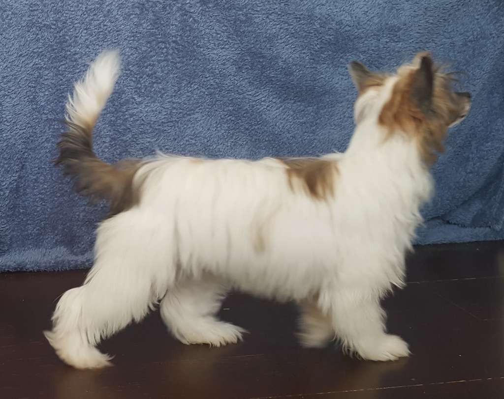 Vivilinn's Straight From The Heart