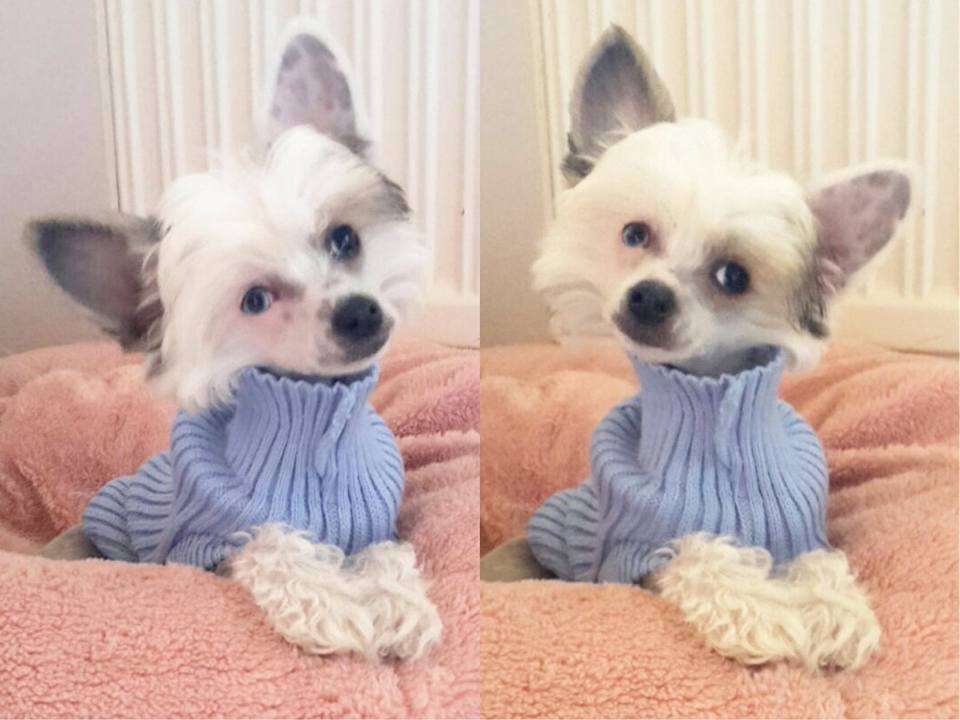 Troublemaker's Fury in the Slaughterhouse