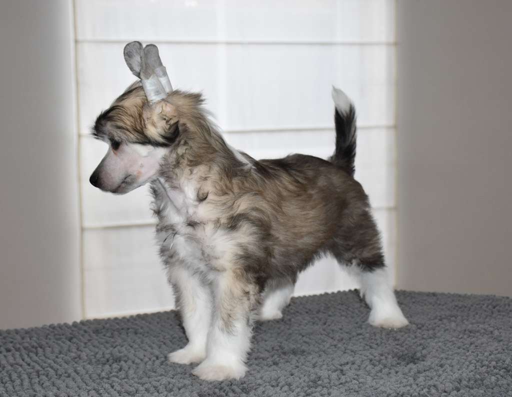 Qupido of the loving dols