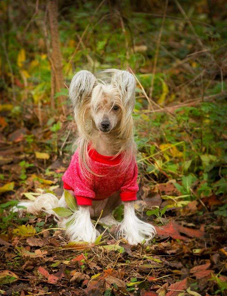 Puna of the loving dols