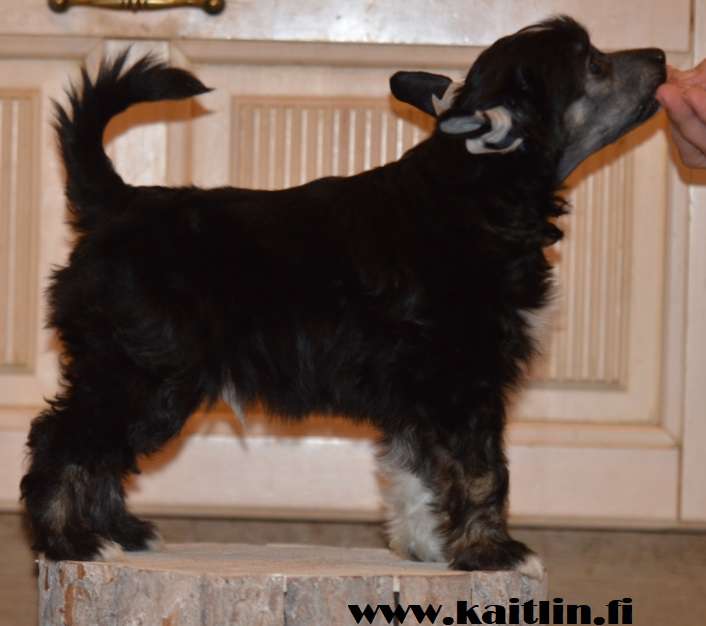 Kaitlin Quattro Bull