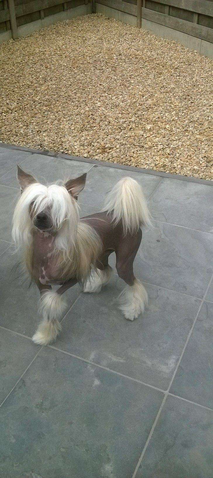 Quintus of the loving dols