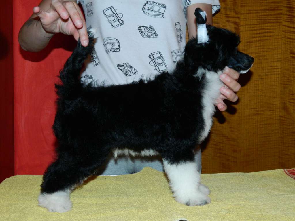 Icaro figlio di Dedalo di casa megi