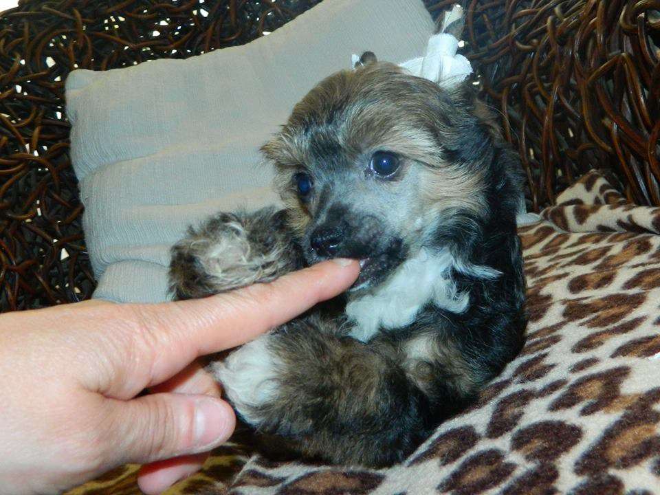 Iside dea della fedeltà di casa megi