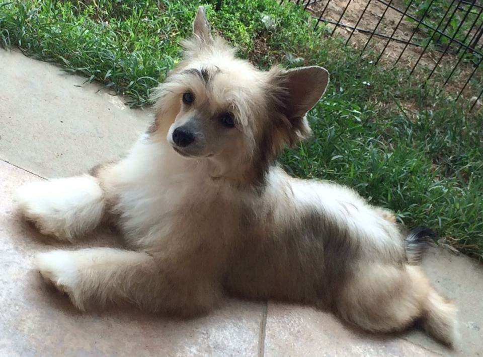 Janguli dea dei serpenti di casa megi