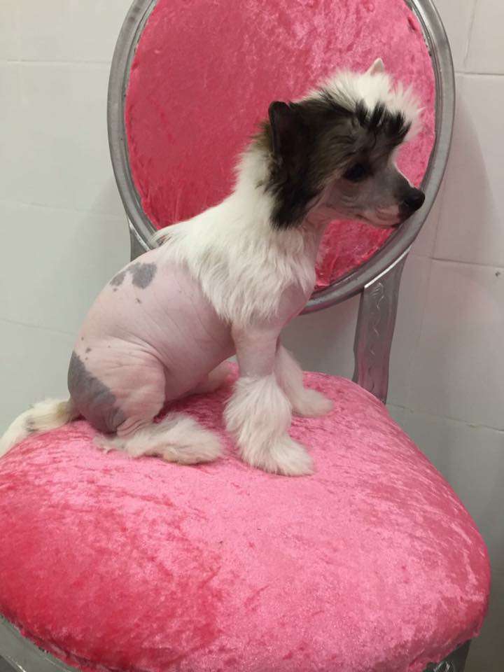 Nefertari regina di casa megi